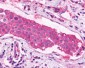 XPR1 Antibody (C-Terminus)